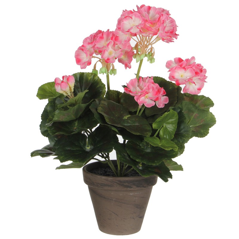 Gerani blanc rosat pvc amb test gris 