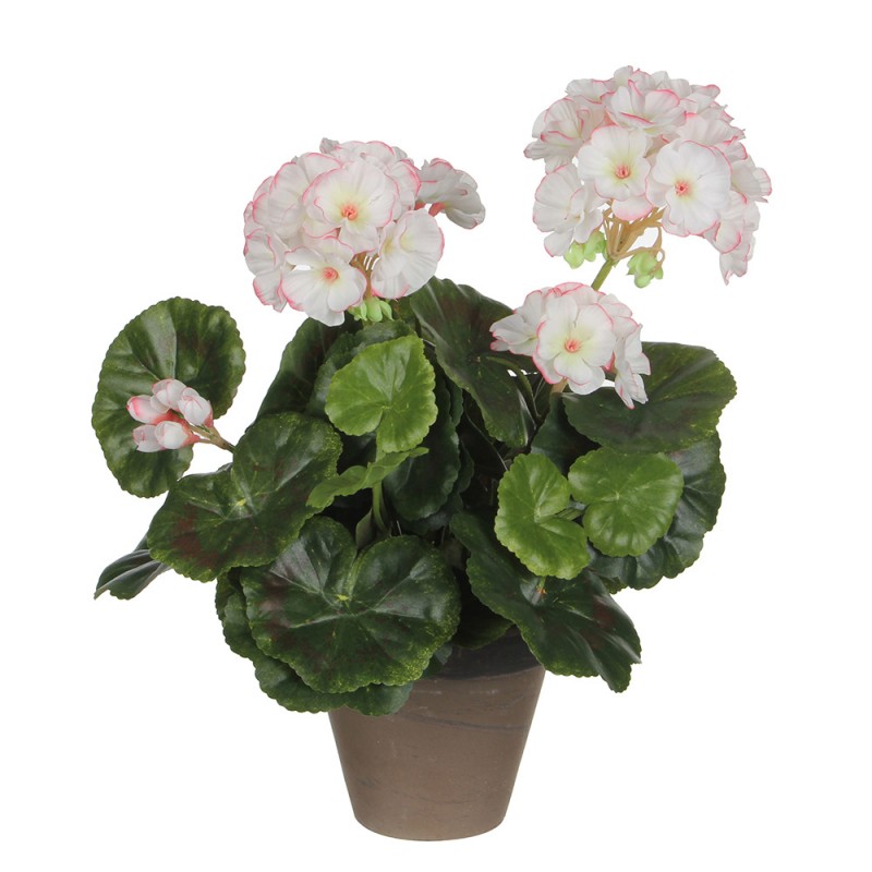 Gerani blanc rosa pvc amb test gris 