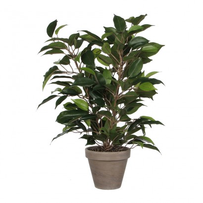Ficus natasja con maceta d11.5cm - 40x30cm