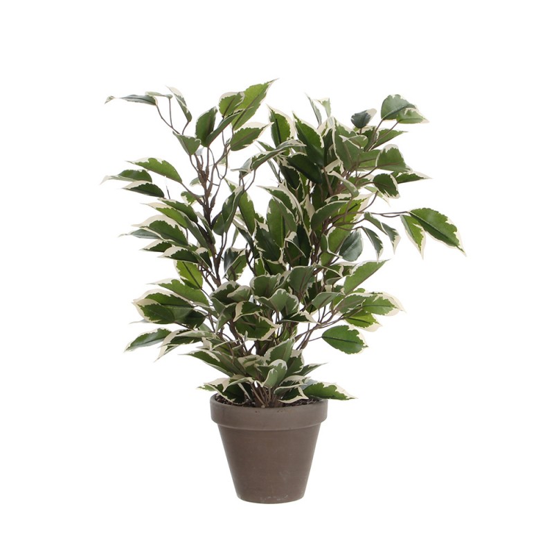 Ficus natasja jaspeado con maceta 4x11.5cm